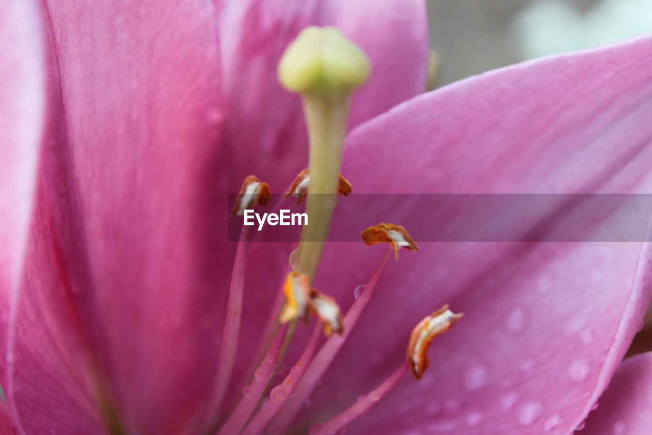 CLOSE-UP OF INSECT ON PINK FLOWERING PLANT