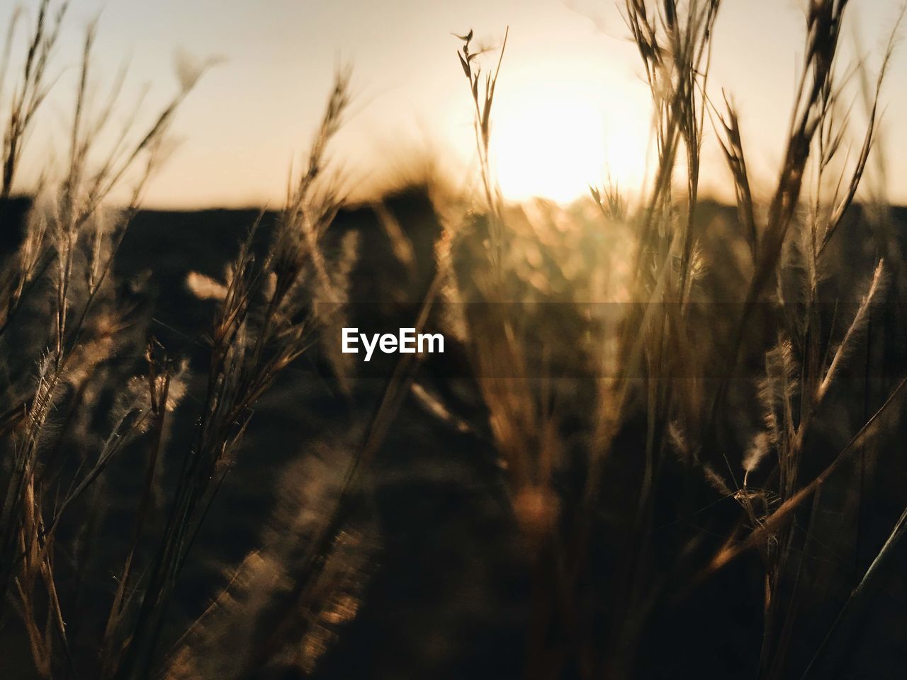 CLOSE-UP OF STALKS IN WHEAT FIELD