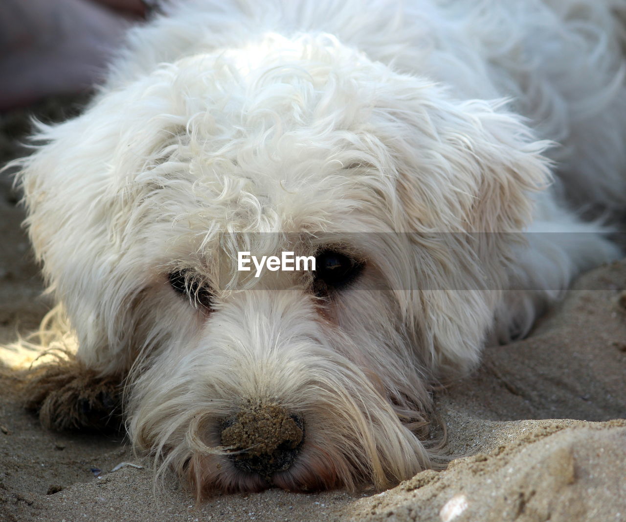 Close-up portrait of dog lying down