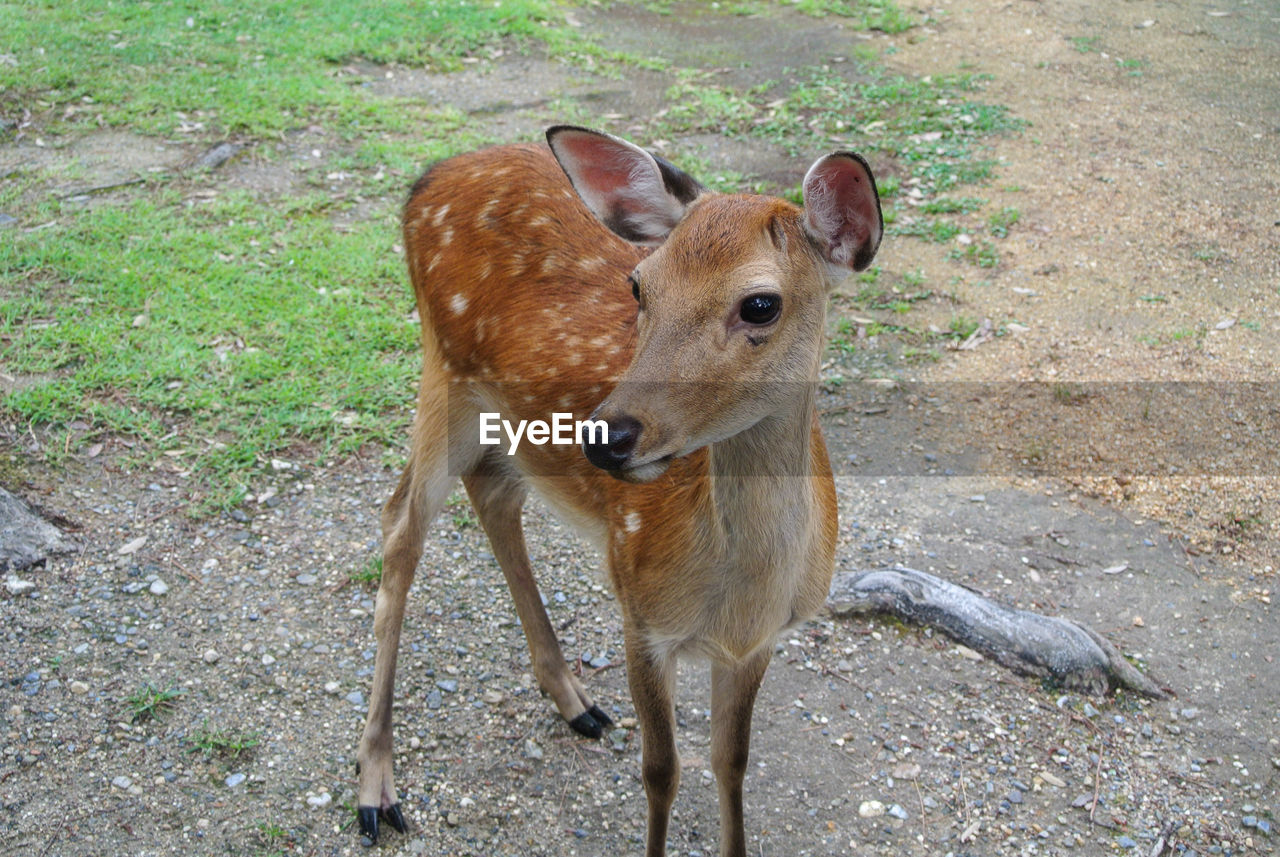 animal themes, animal, mammal, deer, wildlife, animal wildlife, one animal, no people, nature, day, domestic animals, looking at camera, land, brown, standing, outdoors, portrait, field, young animal, high angle view