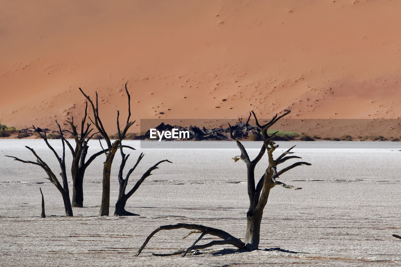 Bare tree on sand at beach against sky