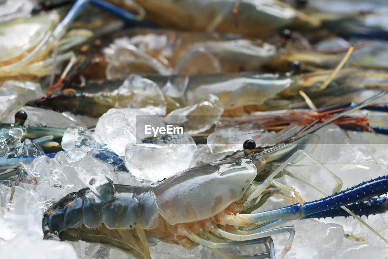 CLOSE-UP OF FISHES FOR SALE IN MARKET