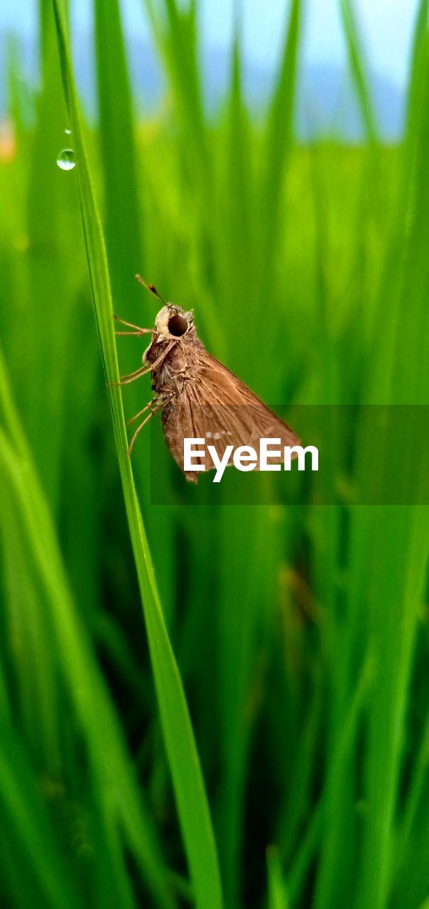 BUTTERFLY ON GRASS