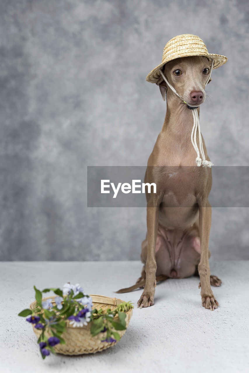 Portrait of dog wearing hat with flowers sitting against wall