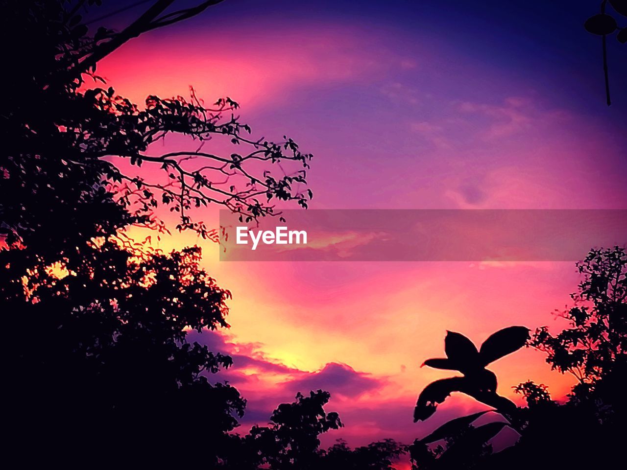 LOW ANGLE VIEW OF SILHOUETTE TREE AGAINST SKY