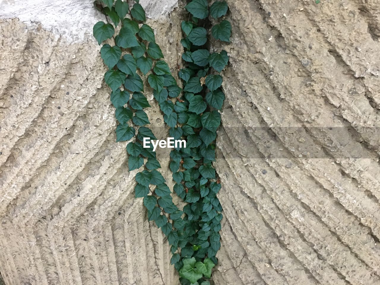 CLOSE-UP OF IVY GROWING ON TREE TRUNK