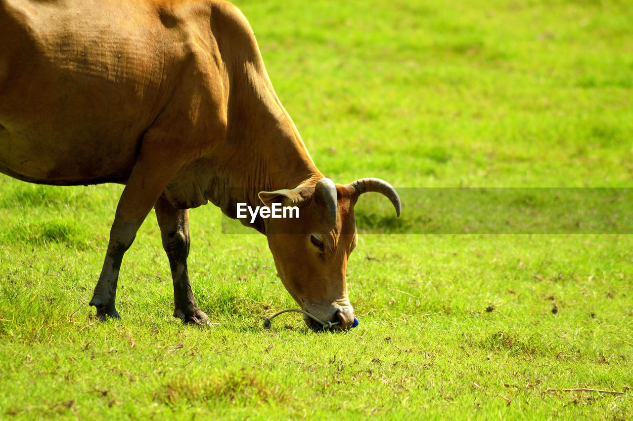 COW ON FIELD