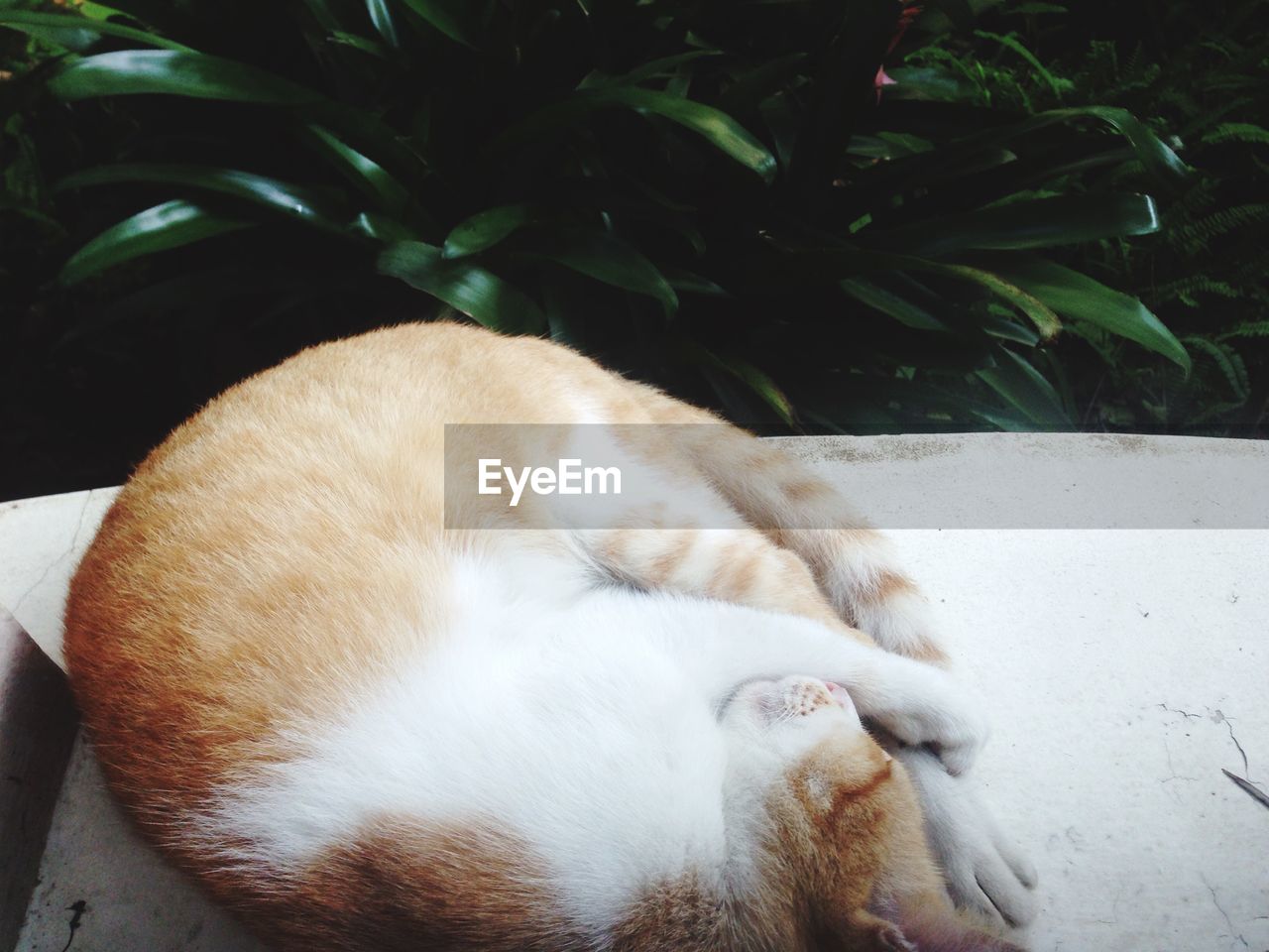 High angle view of cat lying on floor