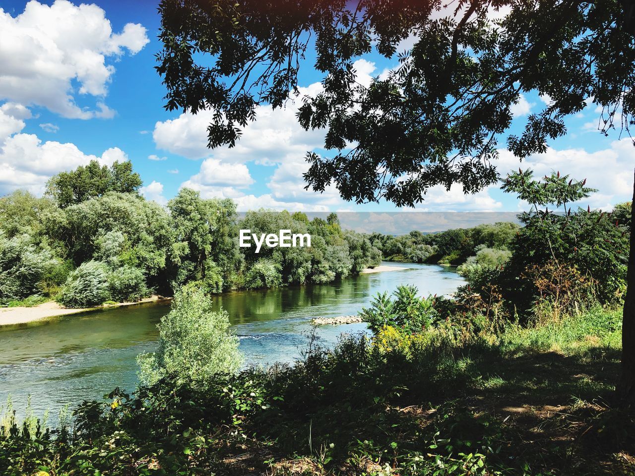 TREES BY LAKE AGAINST SKY