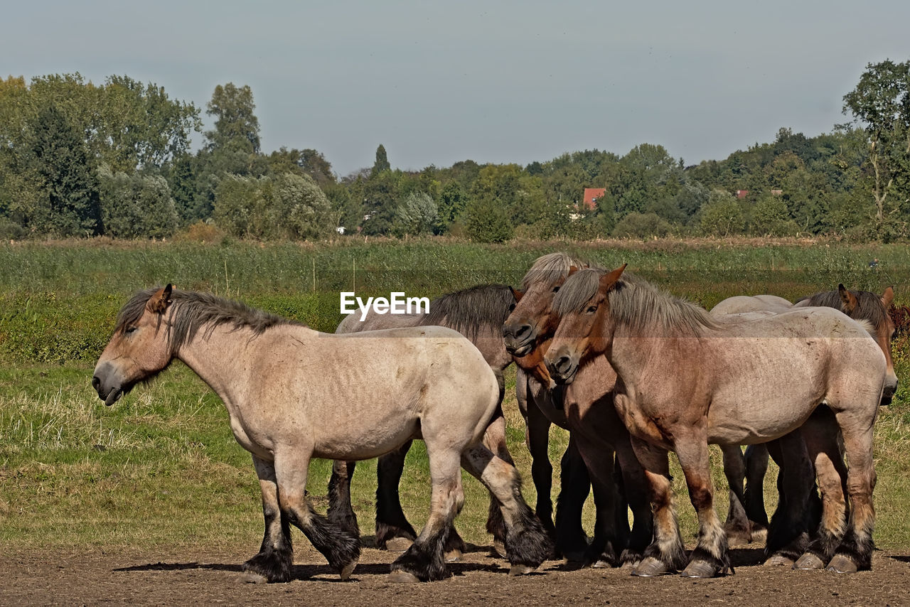 HORSE STANDING IN A FIELD