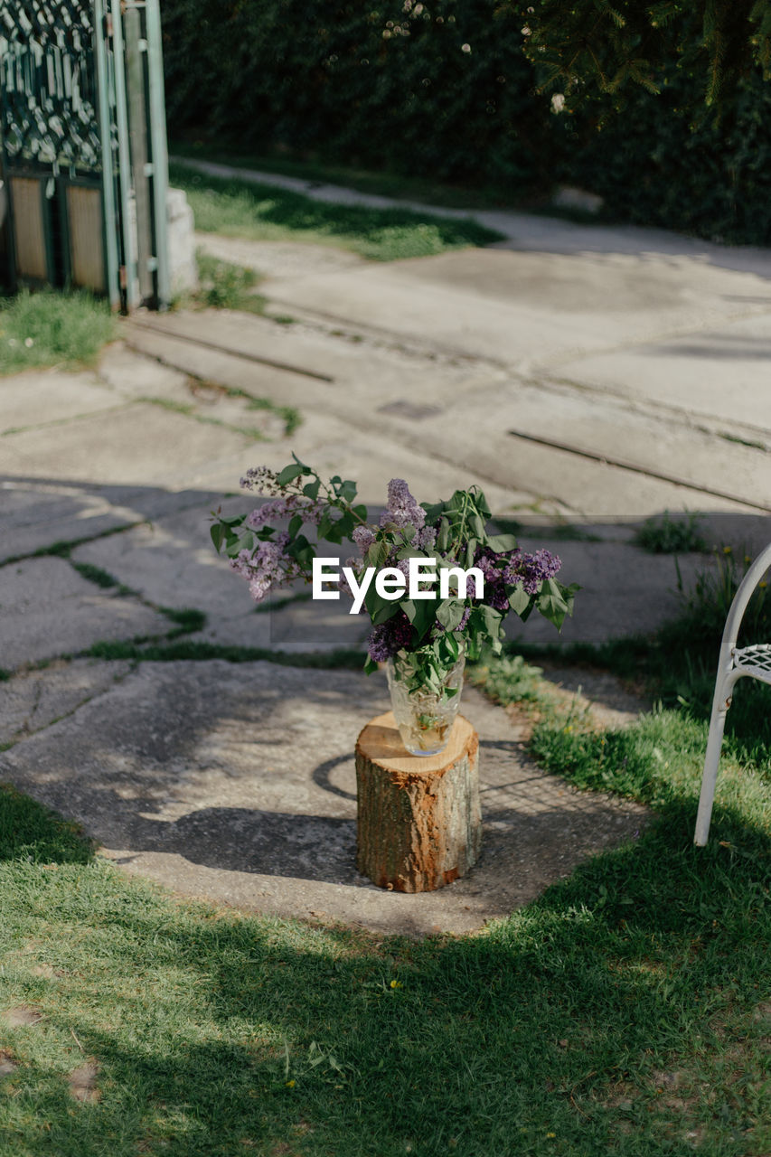 Close-up of potted plants in yard