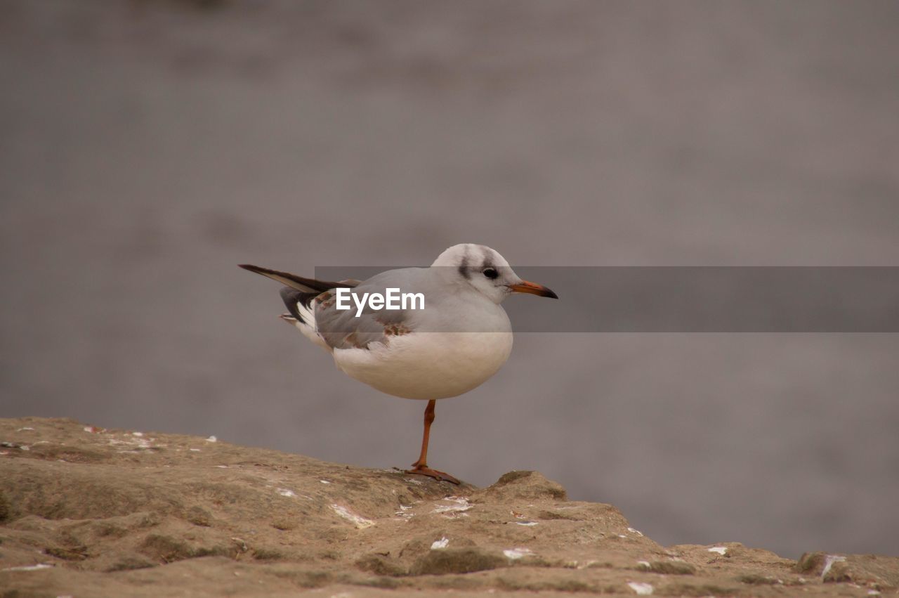 Seagull perching on shore