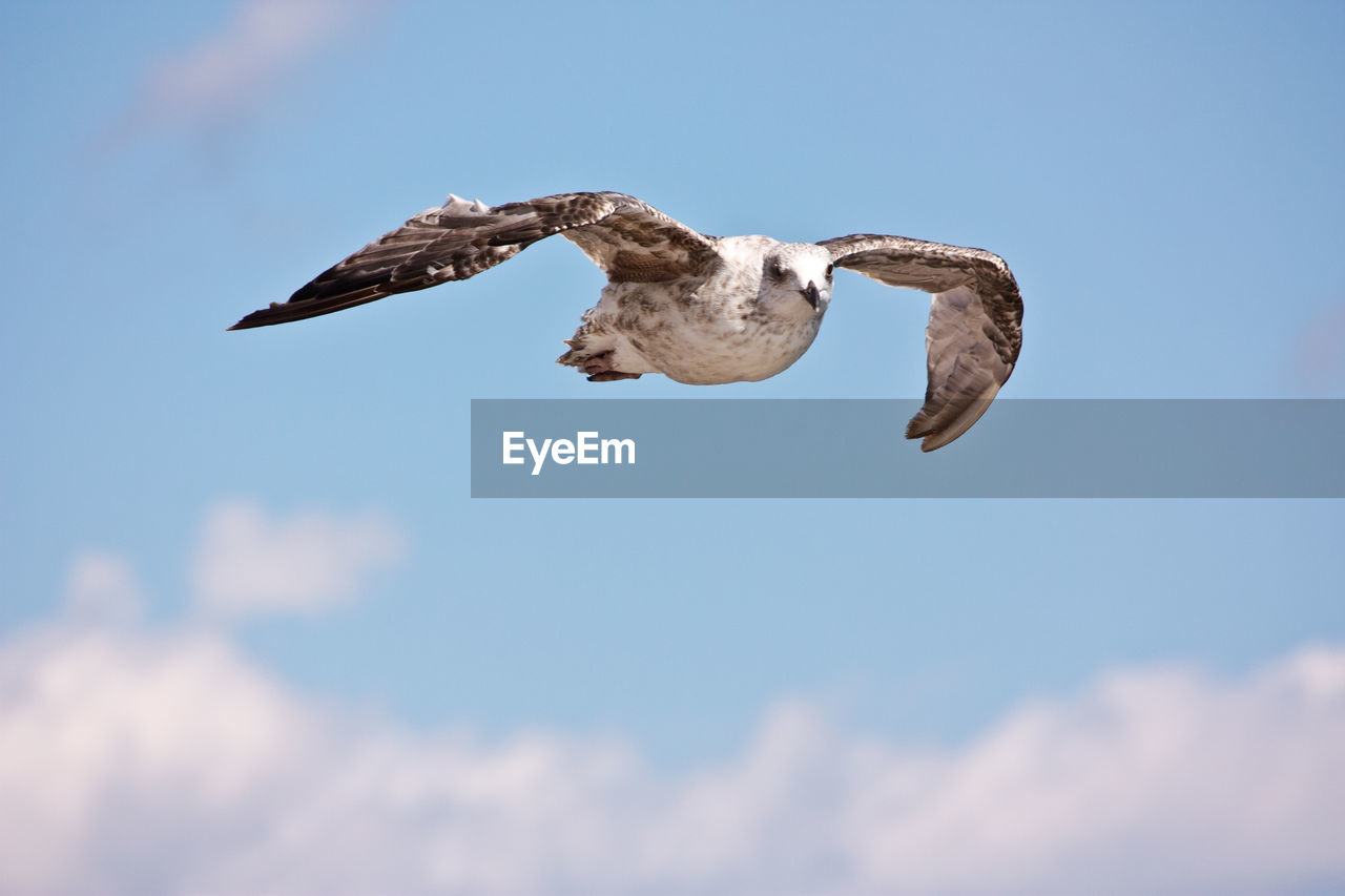 LOW ANGLE VIEW OF PELICAN FLYING AGAINST SKY