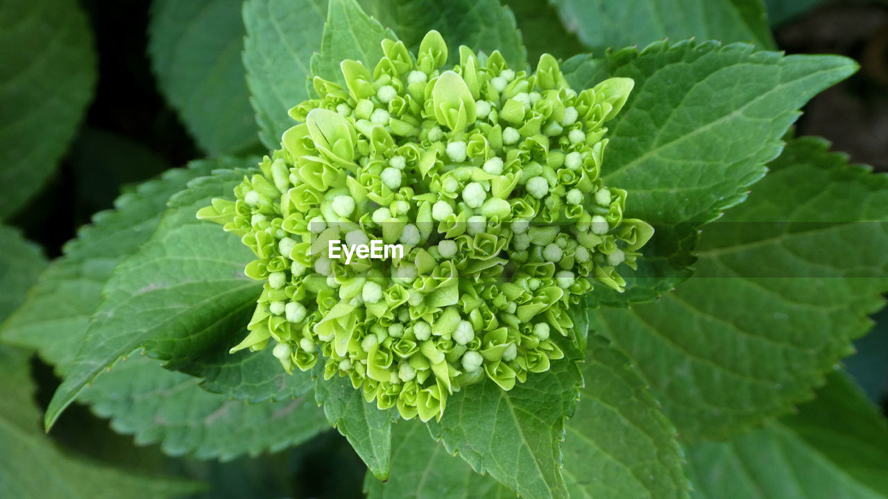 High angle view of flowering plant