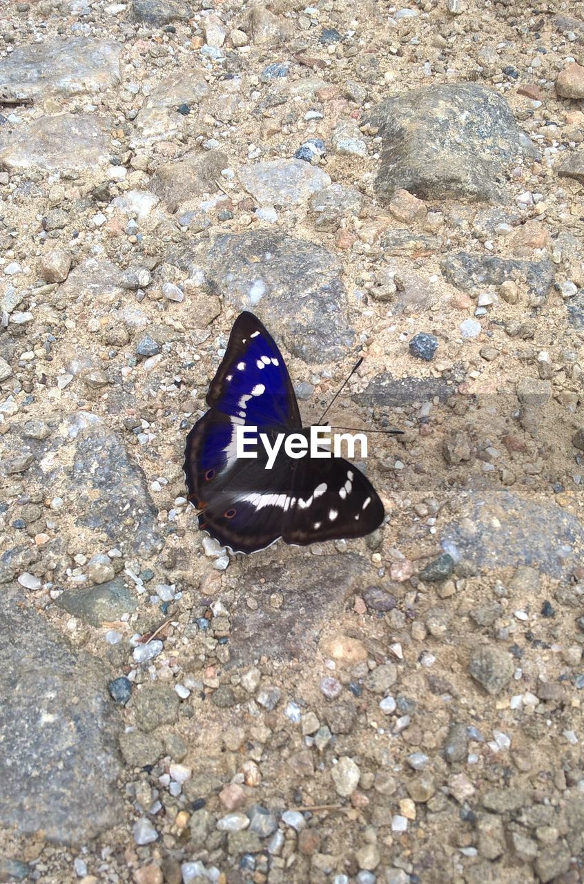 CLOSE-UP OF BUTTERFLY ON GROUND