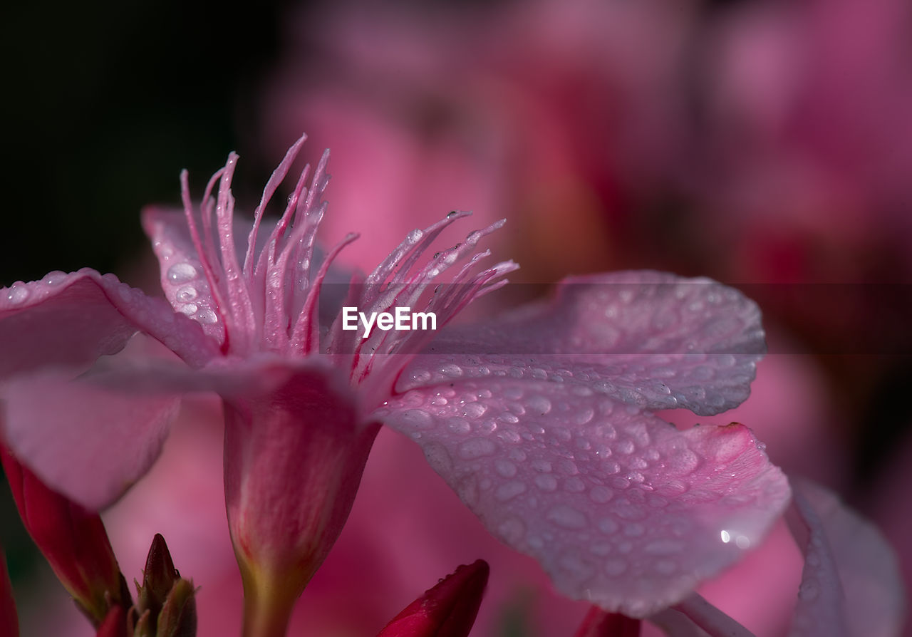 Close-up of wet pink flower