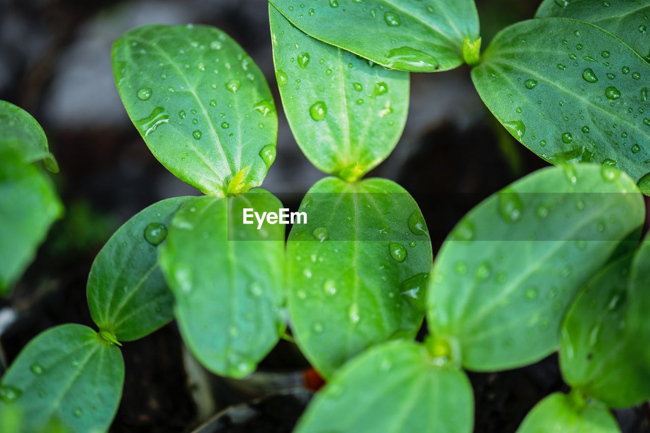 Close-up of raindrops on leaves