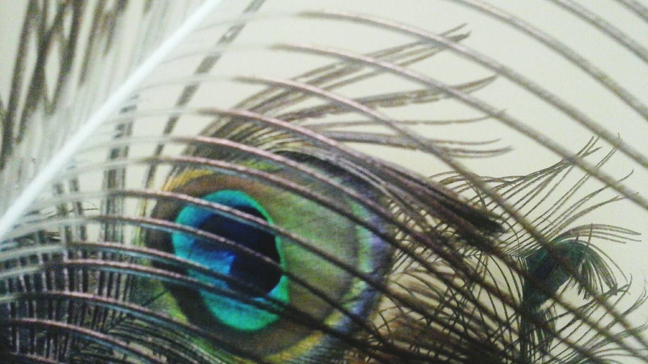 close-up, feather, no people, peacock feather, peacock, pattern, indoors, multi colored, fanned out, day, nature