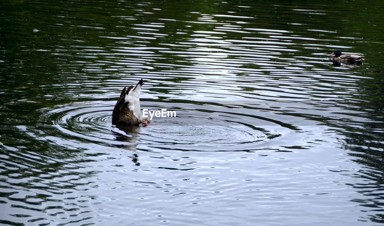 DUCKS SWIMMING IN LAKE