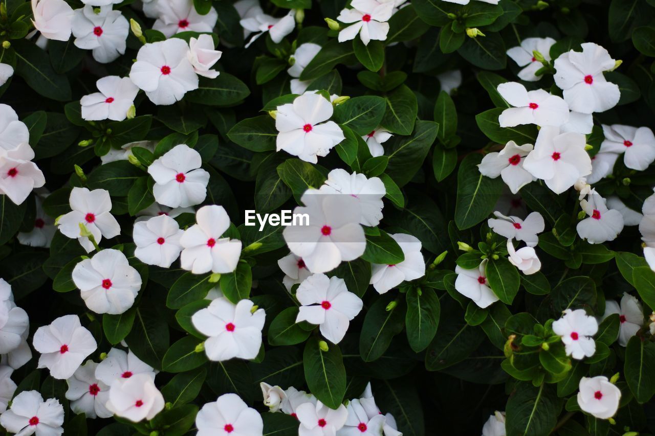 CLOSE-UP OF FLOWERING PLANT