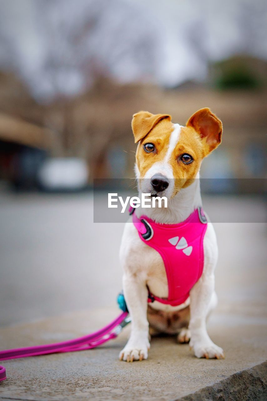 Portrait of tsunami the jack russell terrier dog sitting on a stone wall with pink harness and leash