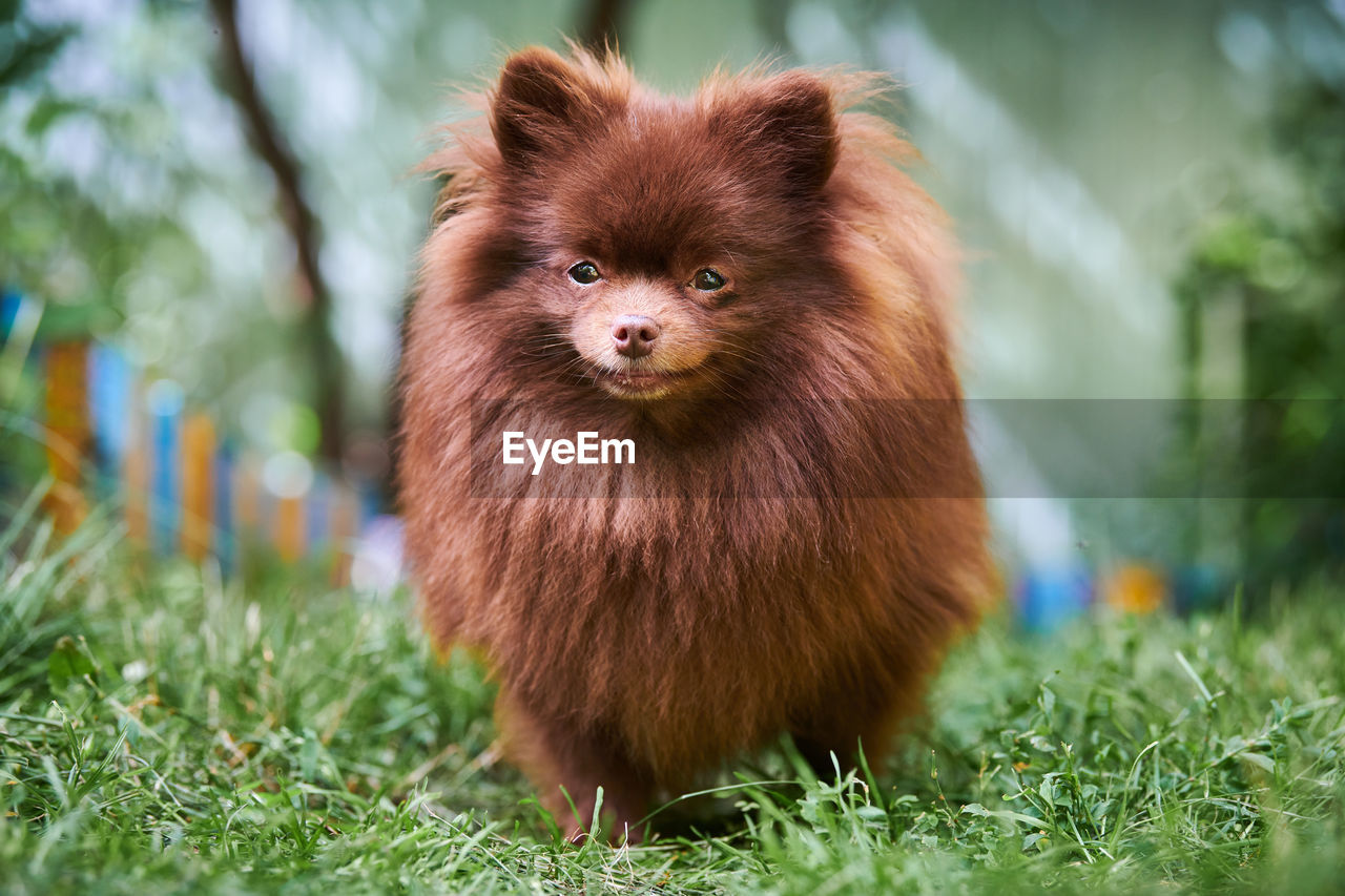 Pomeranian spitz dog in garden. cute brown pomeranian puppy on walk. spitz pom dog, green grass