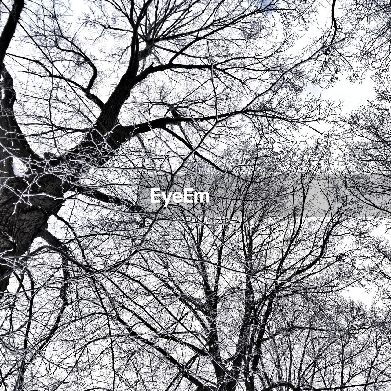 FULL FRAME SHOT OF BARE TREE AGAINST SKY