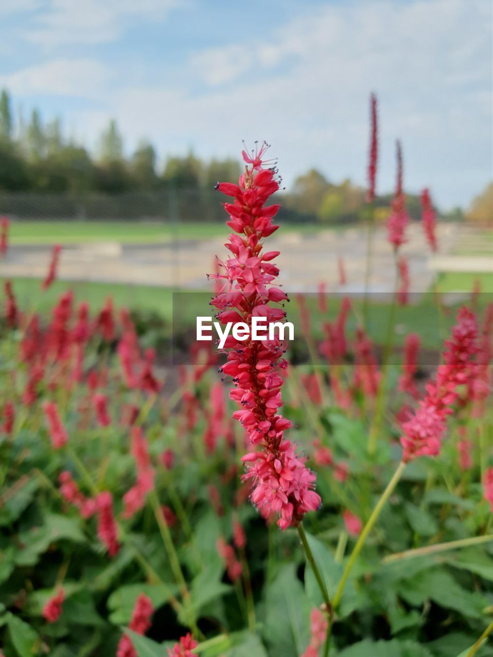 CLOSE-UP OF RED FLOWER ON FIELD