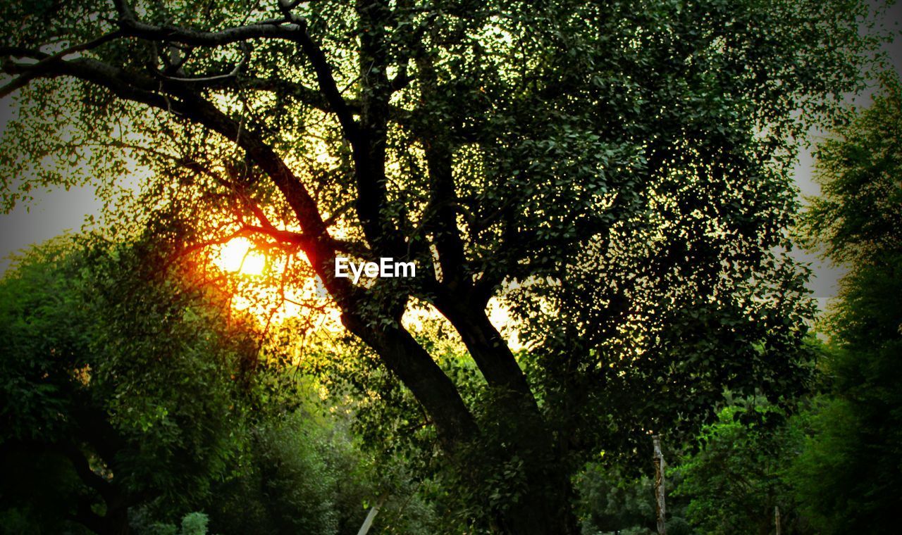 LOW ANGLE VIEW OF SILHOUETTE TREES AGAINST SKY