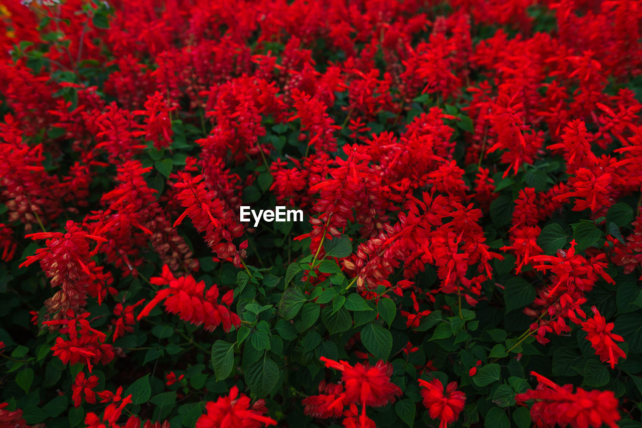red, plant, beauty in nature, flower, flowering plant, growth, freshness, nature, no people, shrub, full frame, day, plant part, leaf, fragility, backgrounds, abundance, close-up, outdoors, land, high angle view, green, inflorescence