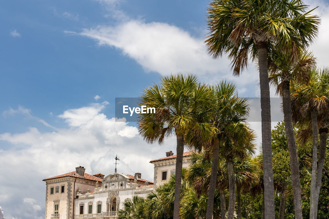 low angle view of palm tree against sky