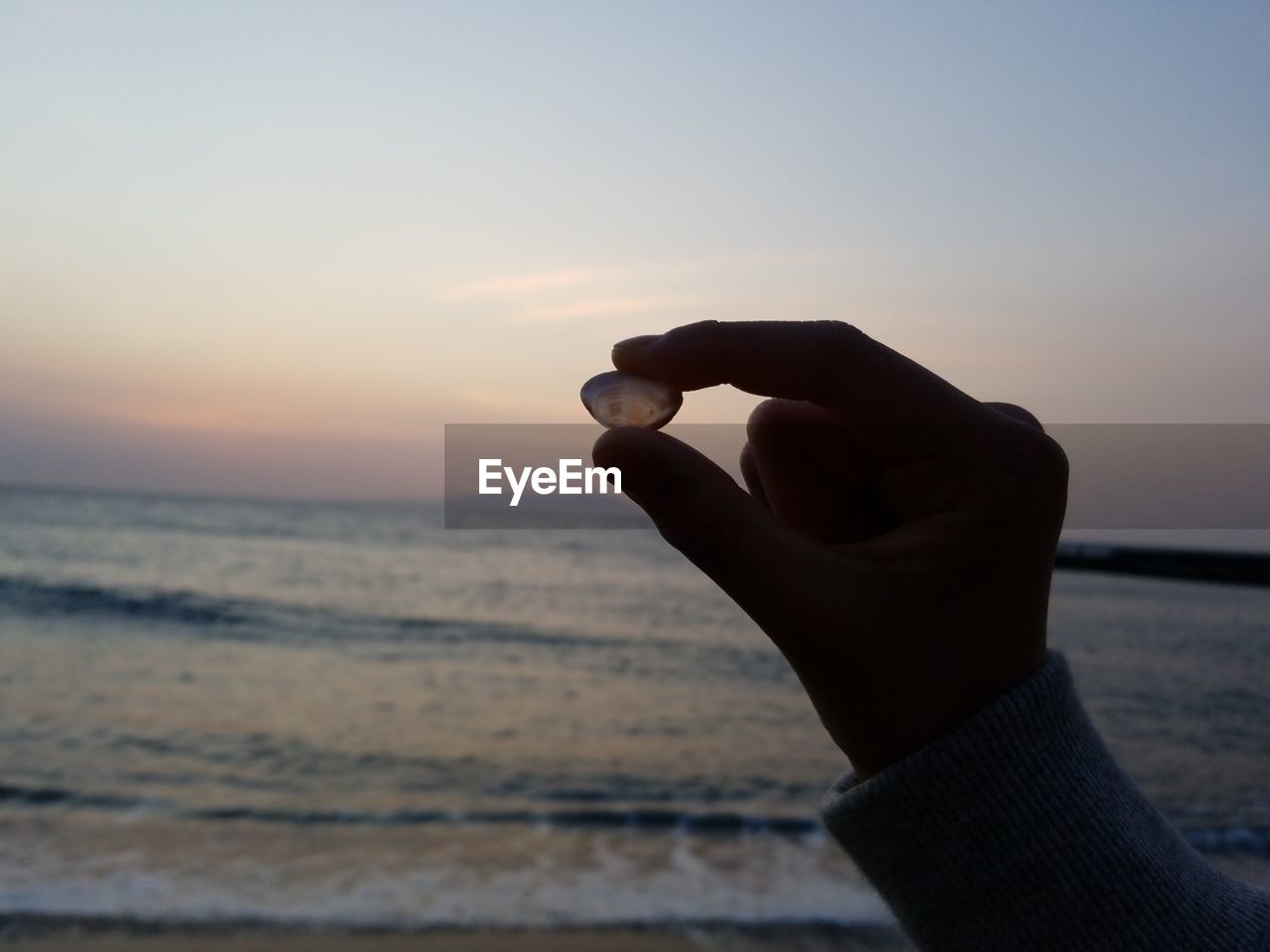 Person holding seashell on beach against sky during sunset