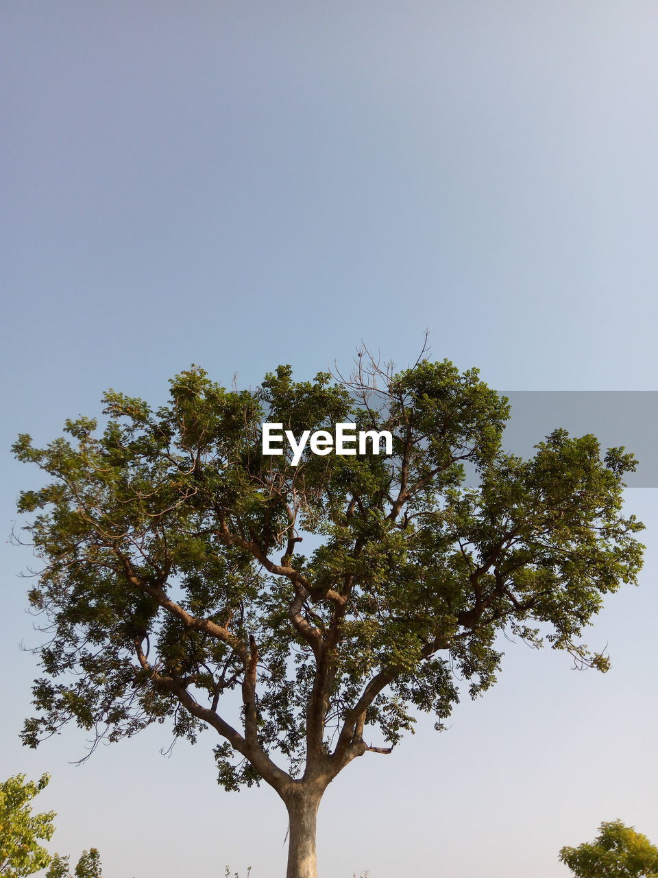 LOW ANGLE VIEW OF TREES AGAINST SKY