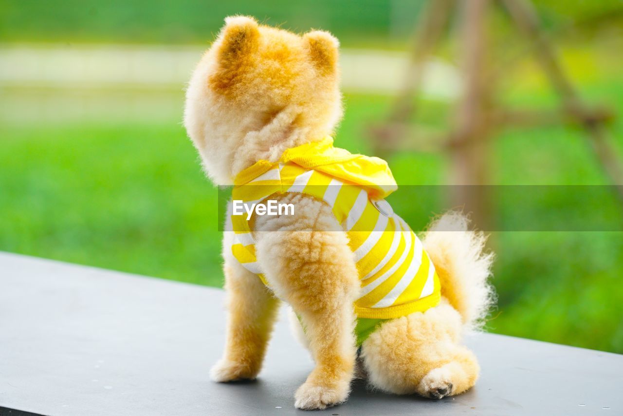 Cute poodle wearing a yellow shirt