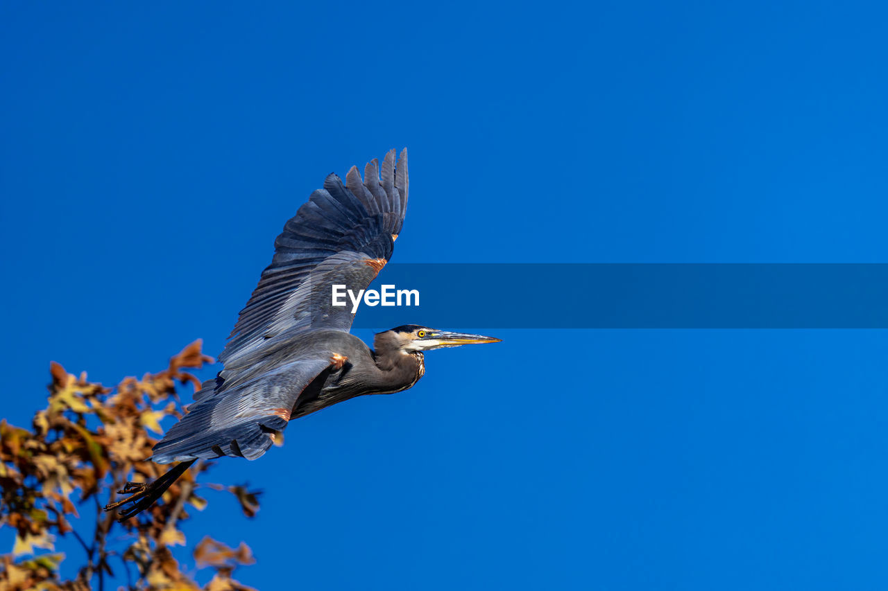 LOW ANGLE VIEW OF A BIRD FLYING