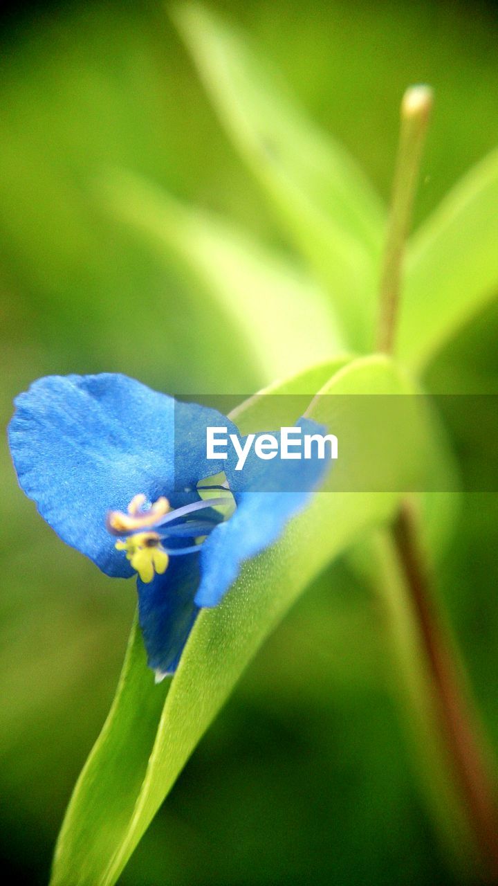 Close-up of blue flower blooming in field