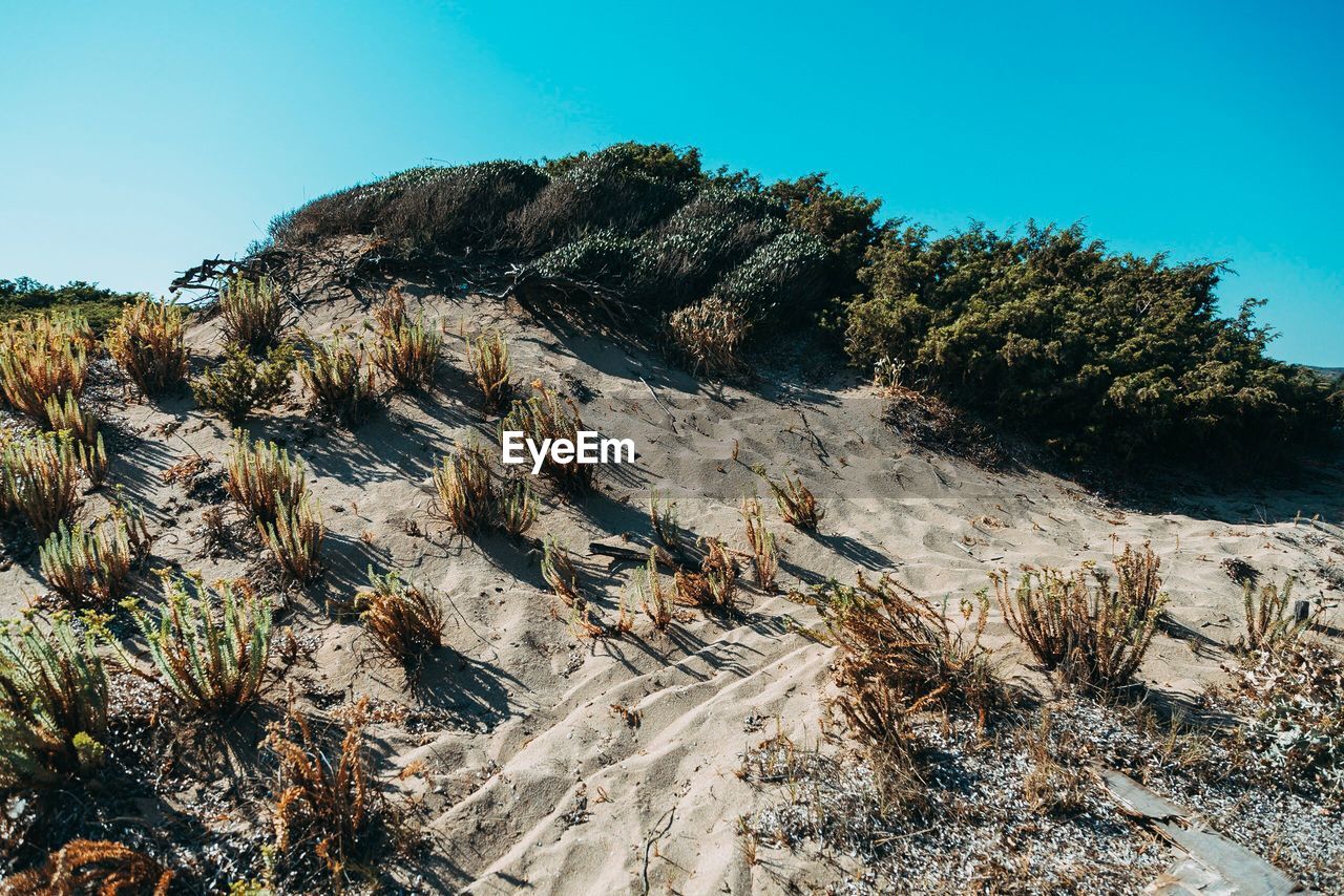 Plants growing on land against clear blue sky