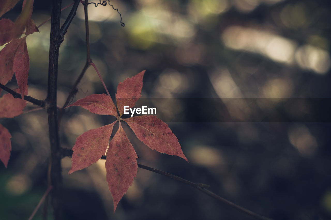 CLOSE-UP OF DRY MAPLE LEAVES ON PLANT