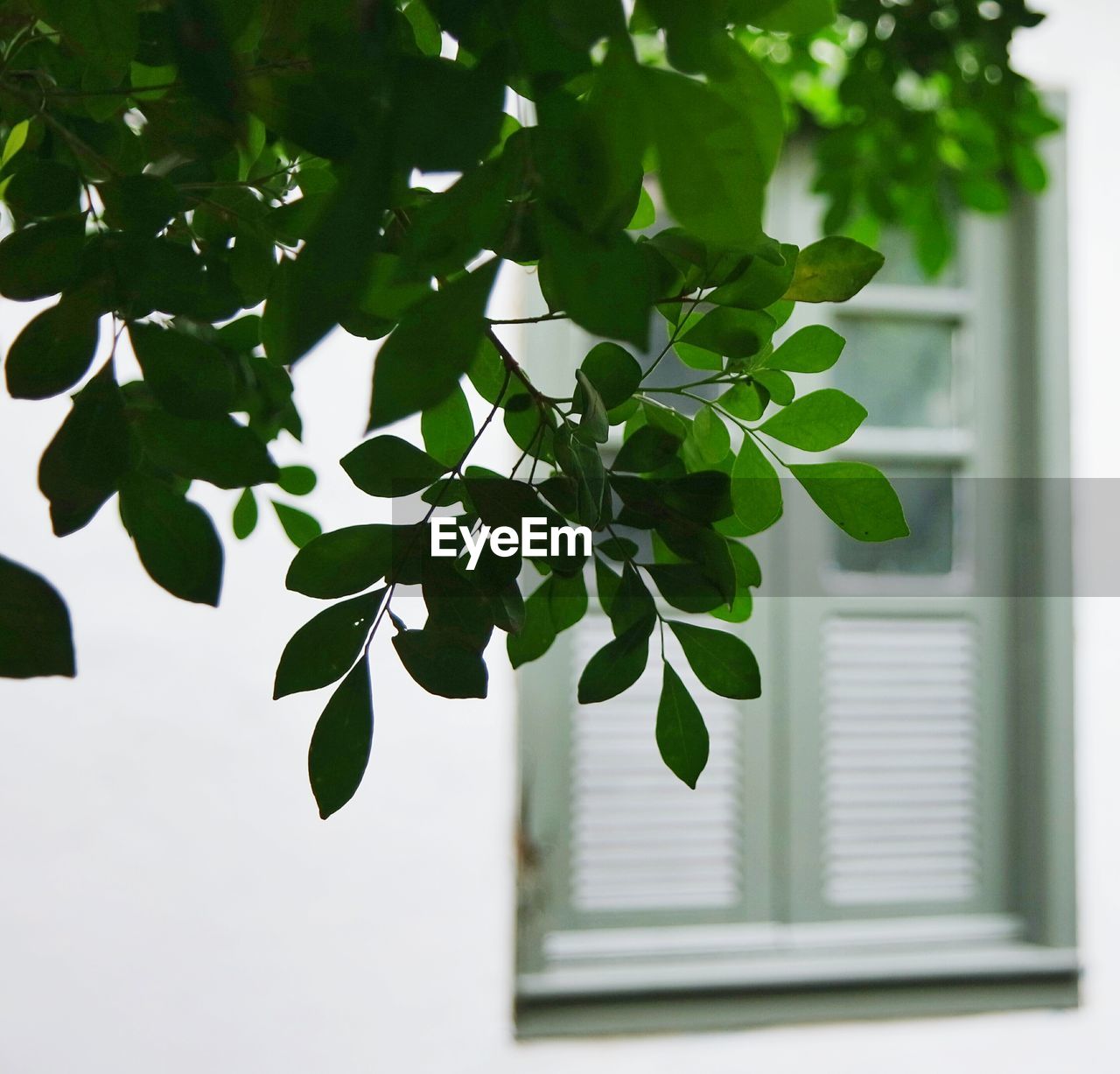 Low angle view of tree against house