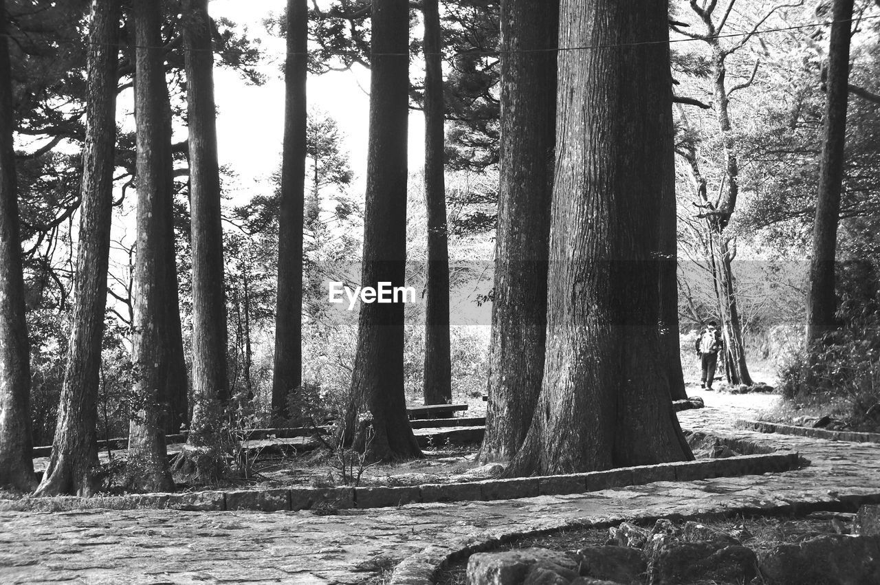 Trees growing in park