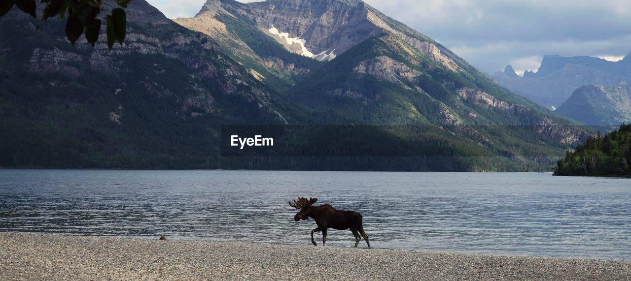 Moose on riverbank against mountain