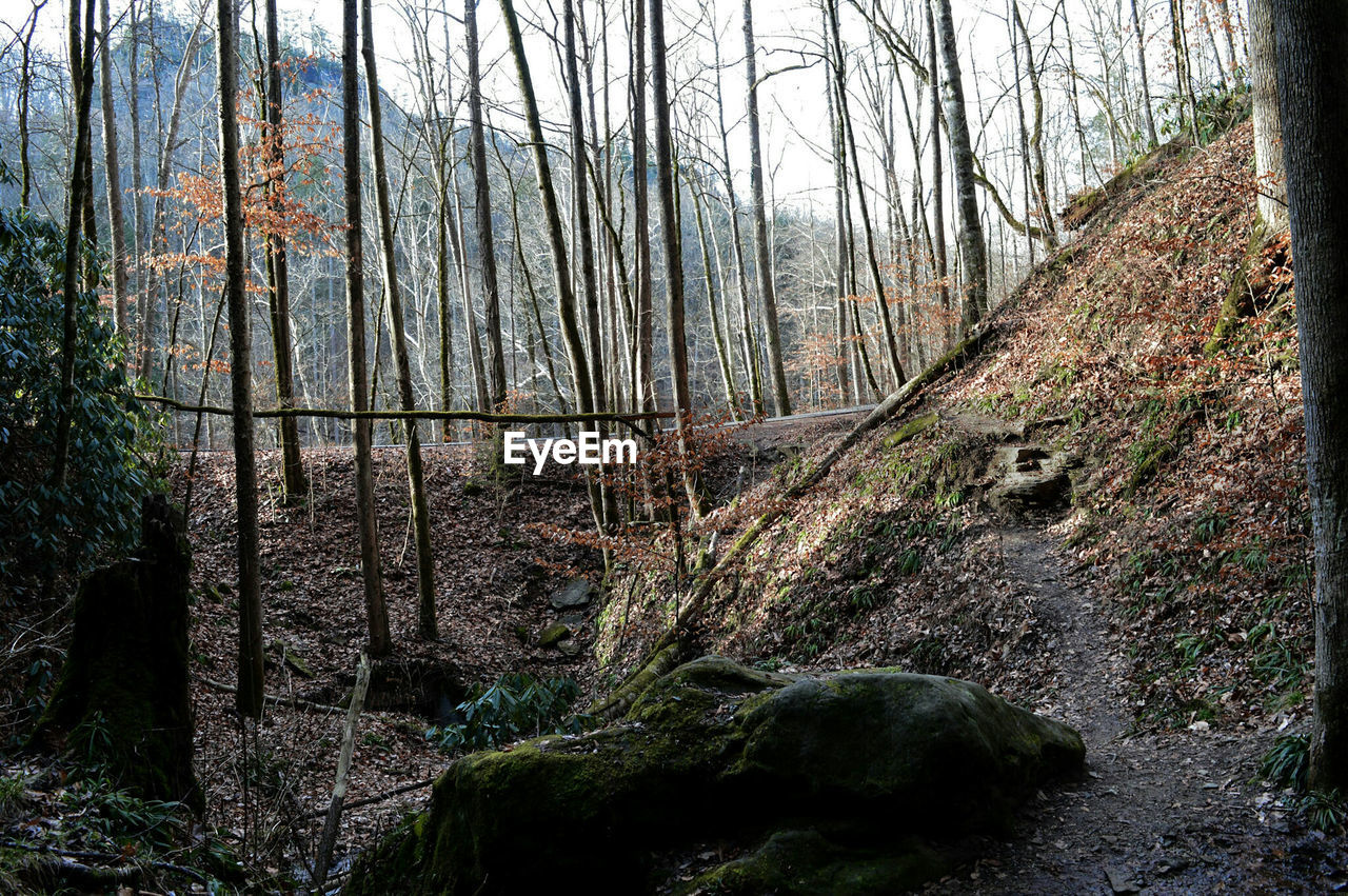 PANORAMIC VIEW OF FOREST