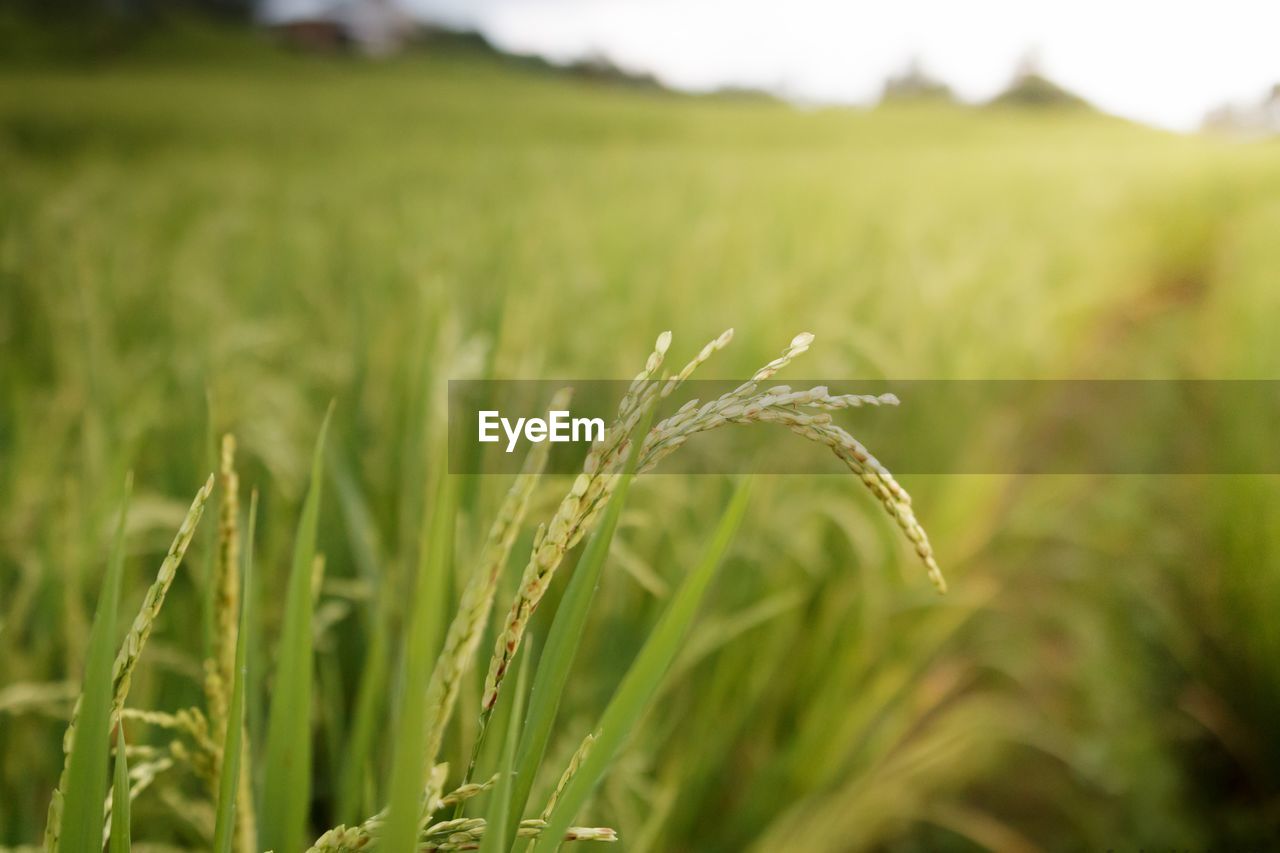 Close-up of crops growing on field