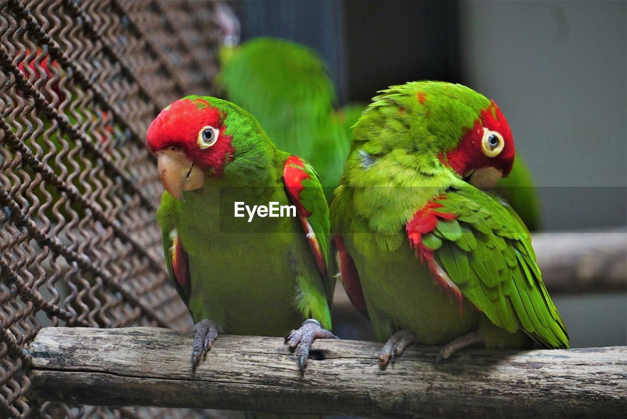 Close-up of parrot perching on wood