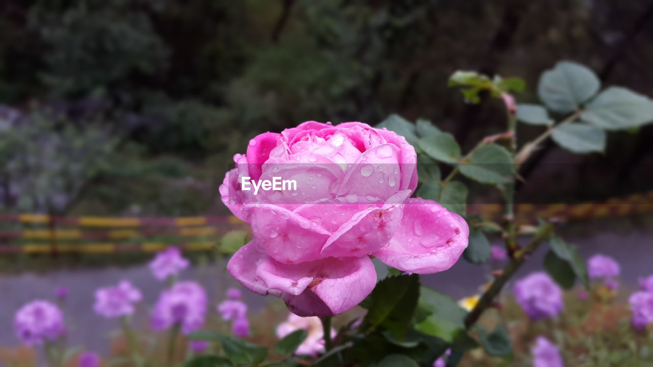 Close-up of pink rose flower