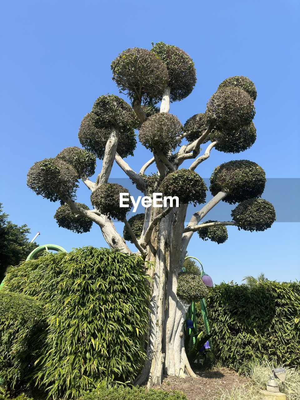 plant, tree, nature, sky, no people, clear sky, growth, flower, blue, day, green, shrub, outdoors, sunny, beauty in nature, cactus, land, low angle view, environment, sunlight, garden, tranquility, landscape, succulent plant