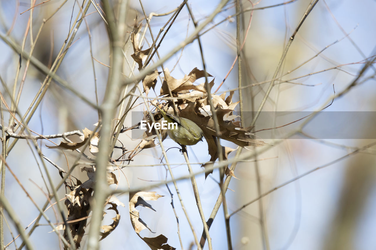 spring, twig, branch, plant, nature, winter, tree, close-up, flower, no people, bird, animal wildlife, animal, thorns, spines, and prickles, animal themes, focus on foreground, leaf, beauty in nature, wildlife, sky, outdoors, macro photography, day, dry, selective focus, blossom, autumn, low angle view