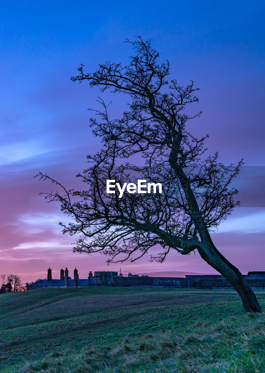 BARE TREE ON FIELD AGAINST SKY AT SUNSET