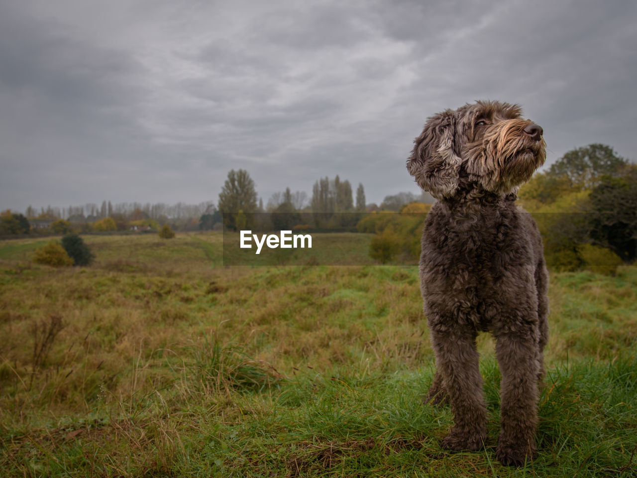 View of dog on field against sky