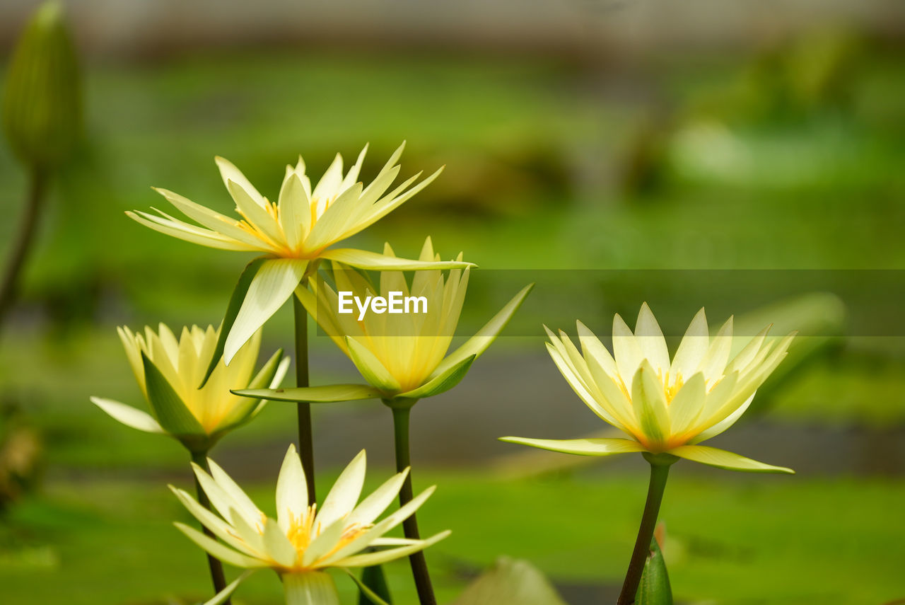 CLOSE-UP OF YELLOW FLOWERING PLANTS